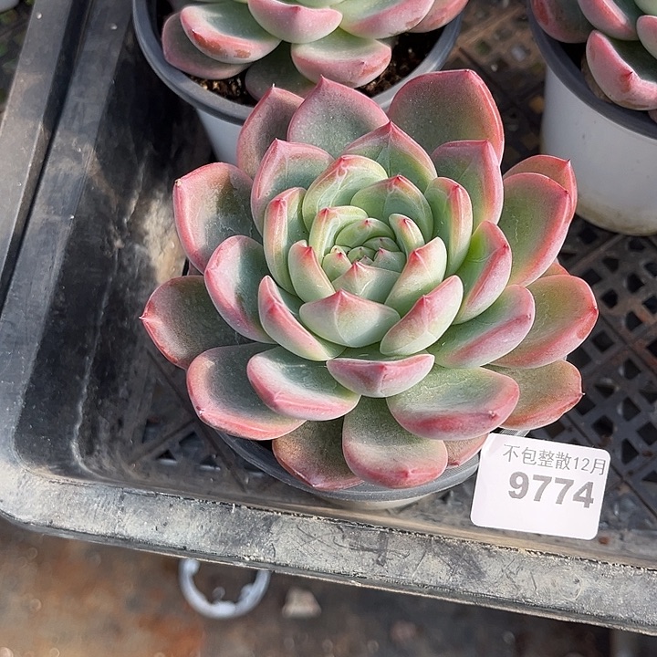 阿雅园艺。        9774红鸾