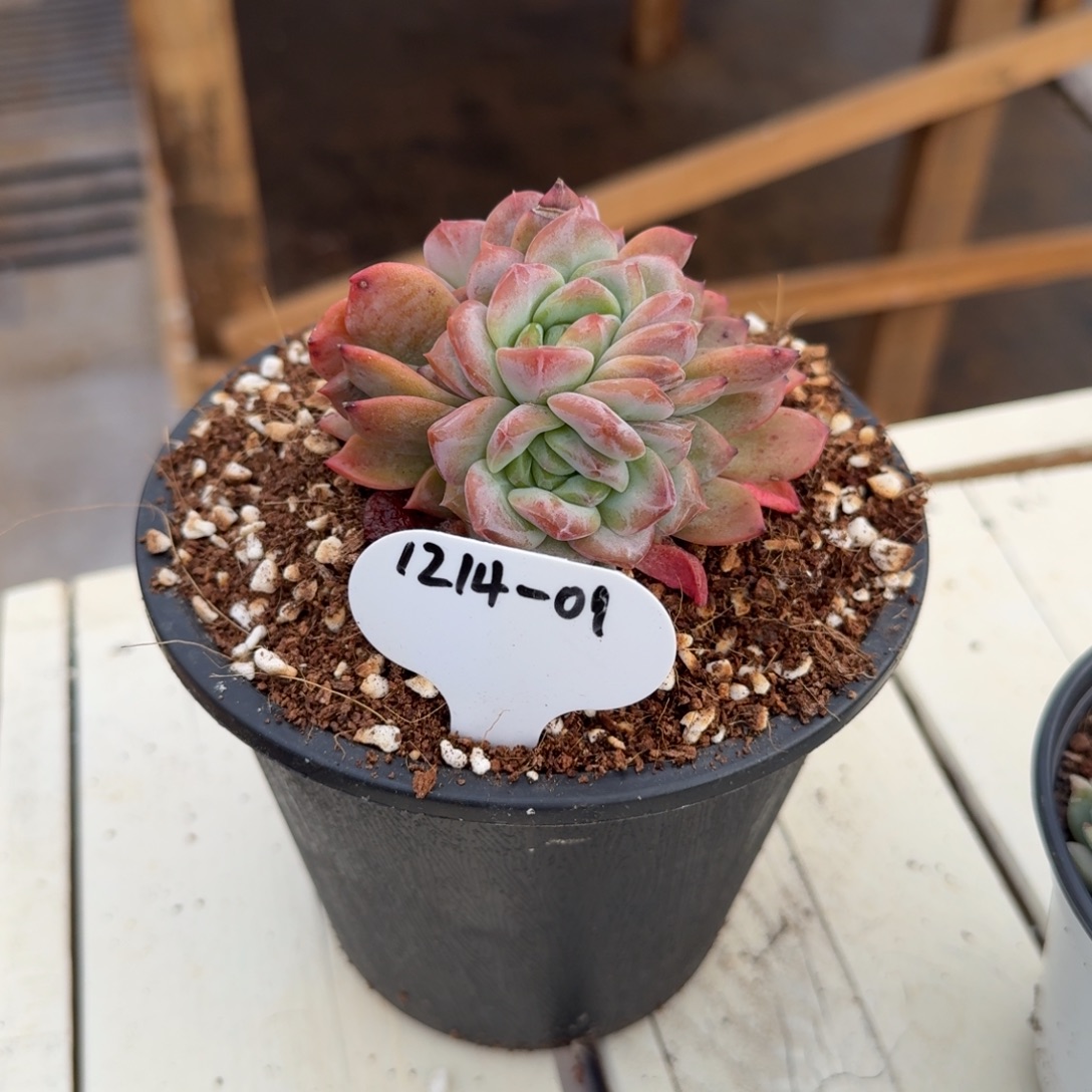 爱***肉1214-01琥珀缀化朵朵小一颗