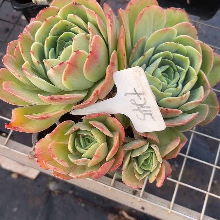 两单包邮，一物一拍245桃花坞