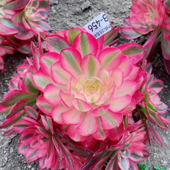 456荔枝多肉12345578