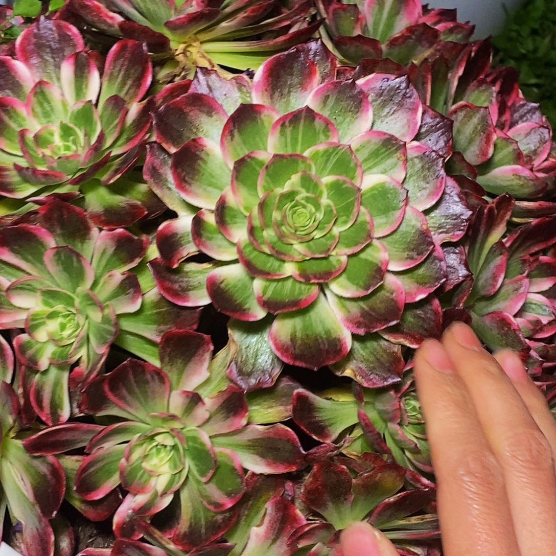 上古园艺多肉法师11