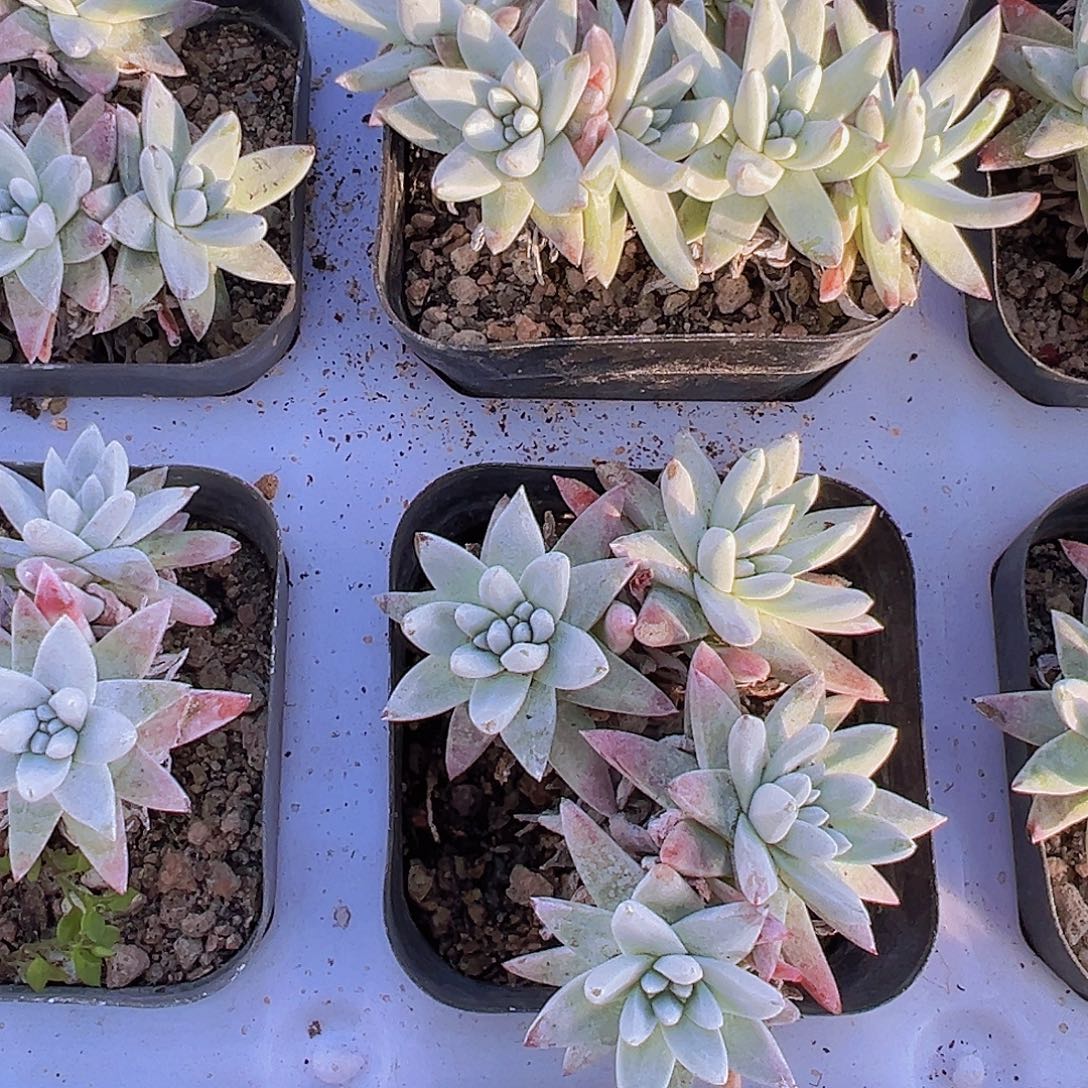 白菊19包邮多肉植物