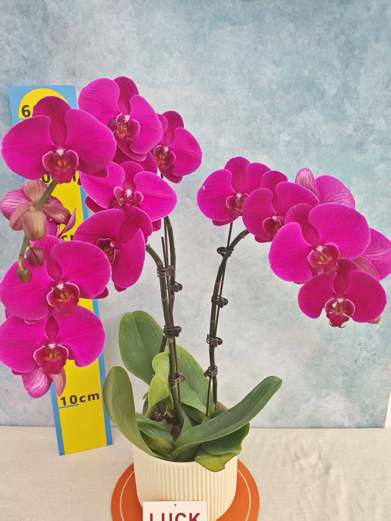 蝴蝶兰【大辣椒】花苗盆栽带花剑花苞客厅室内四季好养观赏花卉