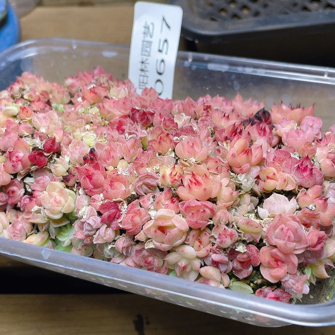 多肉植物多肉植物657