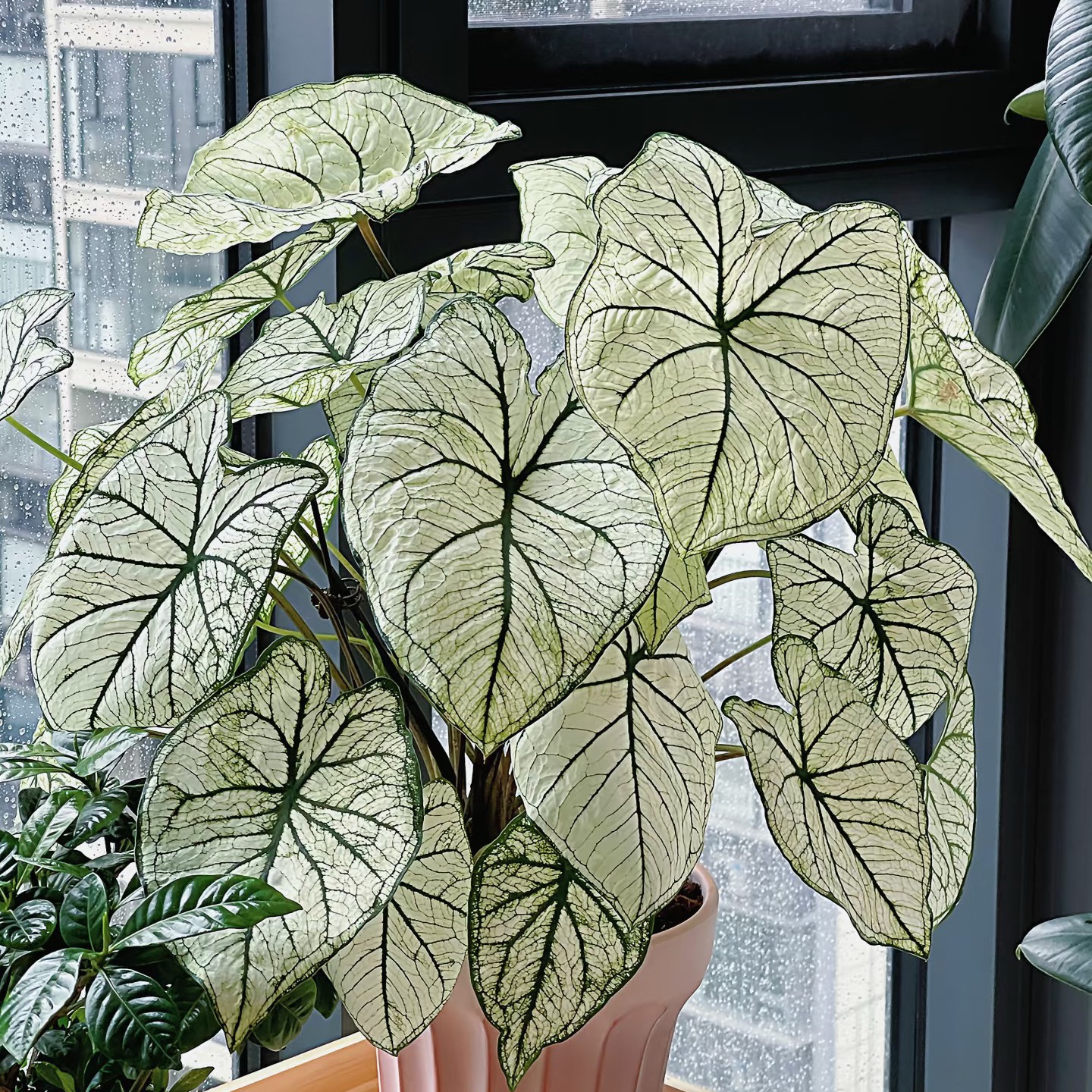 九仙嶂02【白色恋人彩叶芋】110杯 进口稀有绿植高级感拉满 