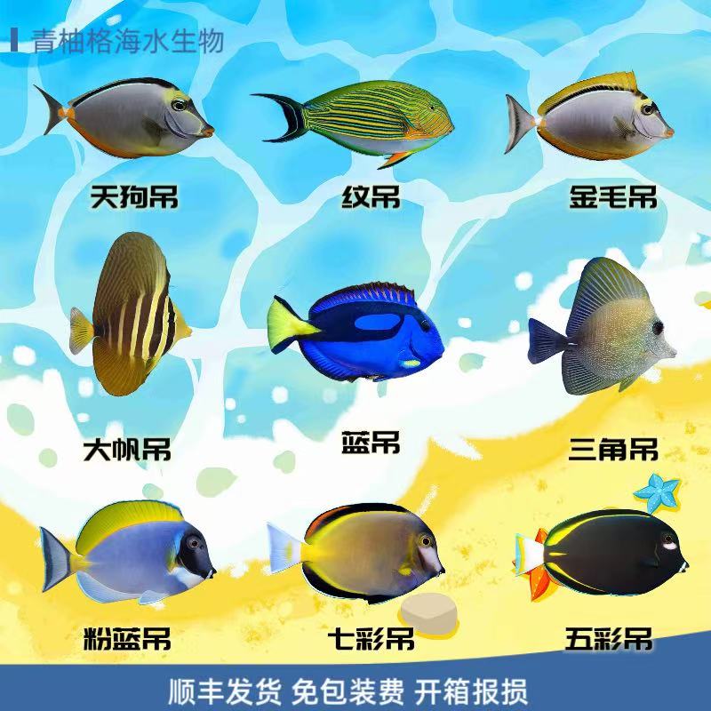 海水观赏鱼大帆吊粉蓝吊黄一字七彩三角吊（到货开箱报损）