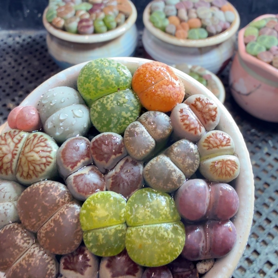 晚****多肉植物的生长发育和974