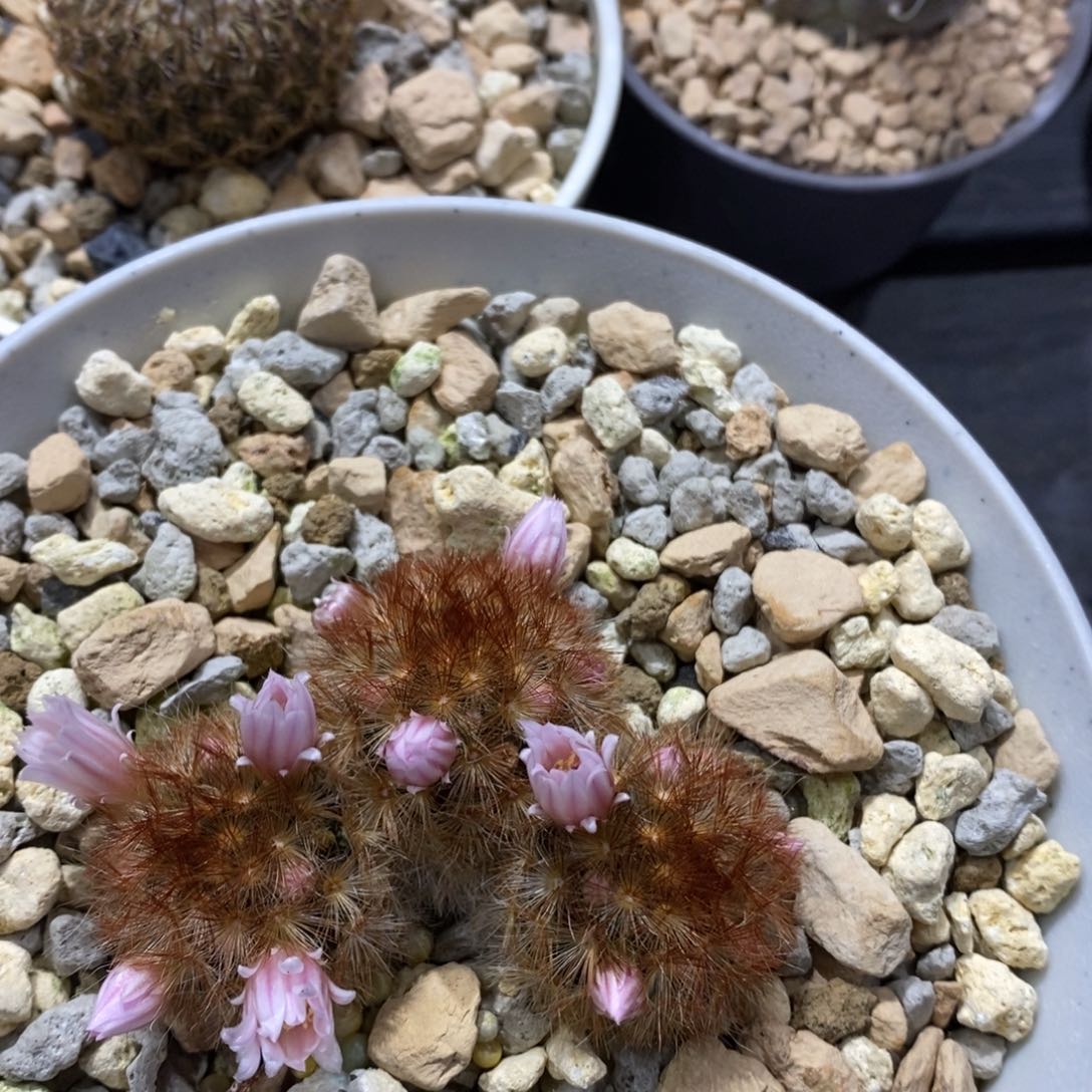 仙人球3头的嘉文丸