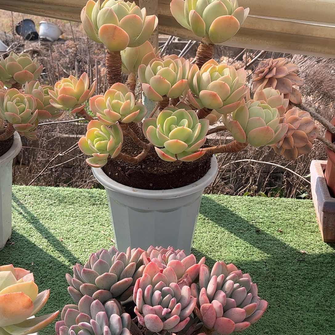 张****师奇兵多肉植物老桩62