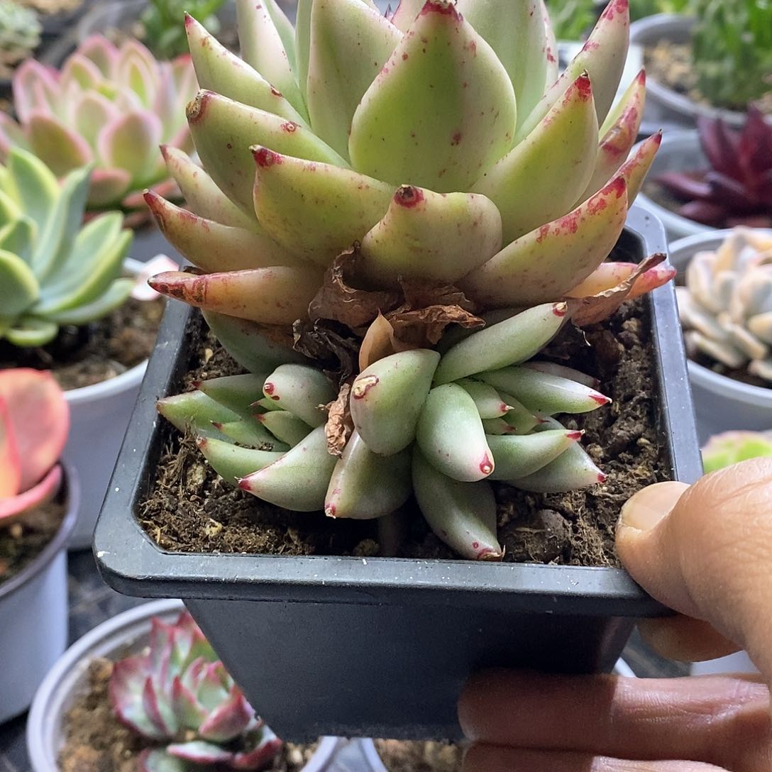 16135艾克魂宽锦