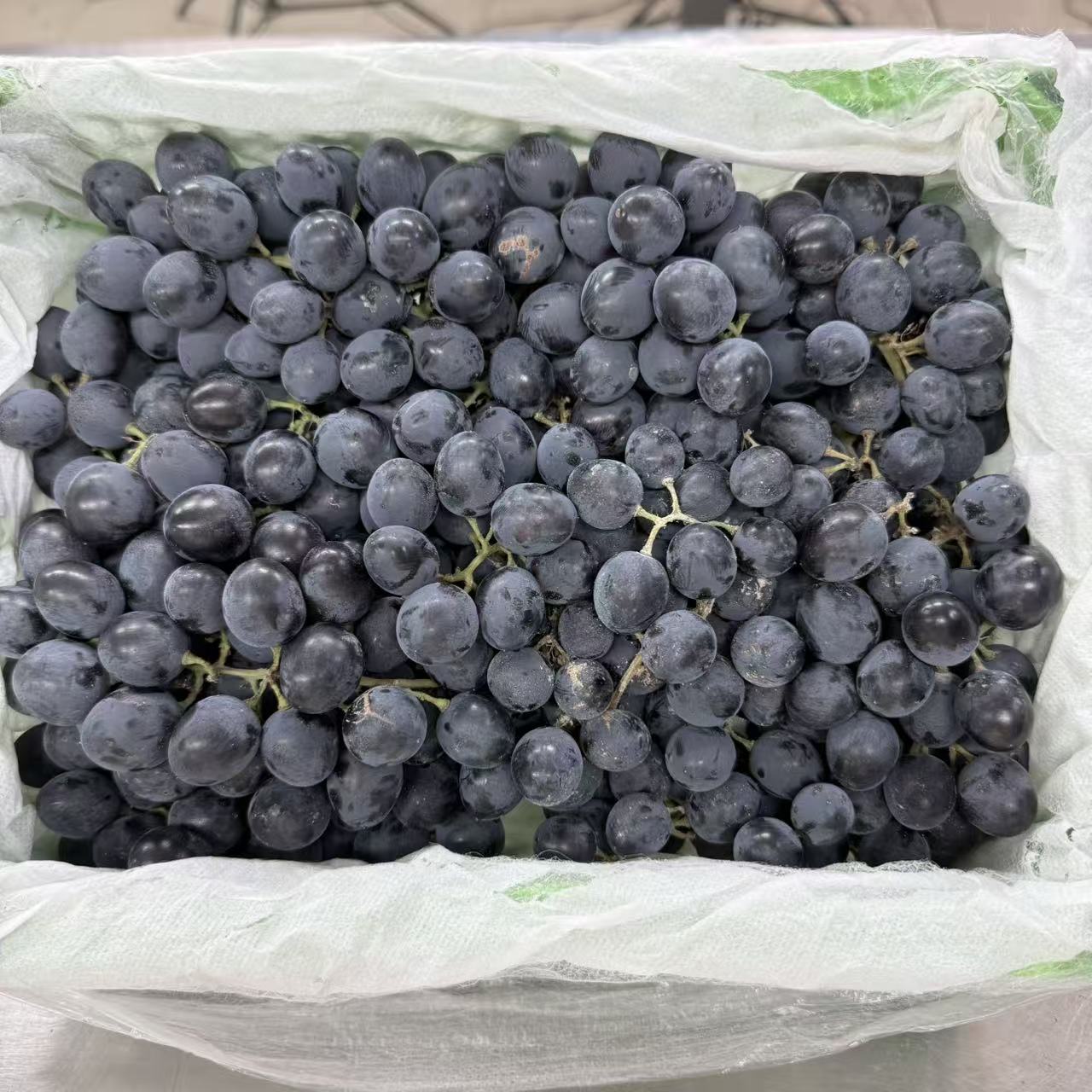 【蓝玫瑰葡萄】新疆蓝玫瑰葡萄带籽葡萄长春及外五县可拍