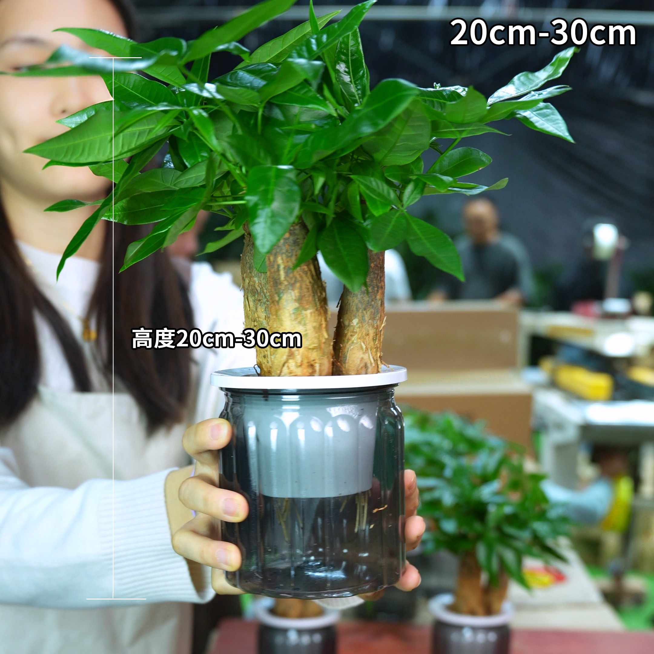 【3杆发财树】室内好养发财树盆栽绿植花卉盆景卧室客厅