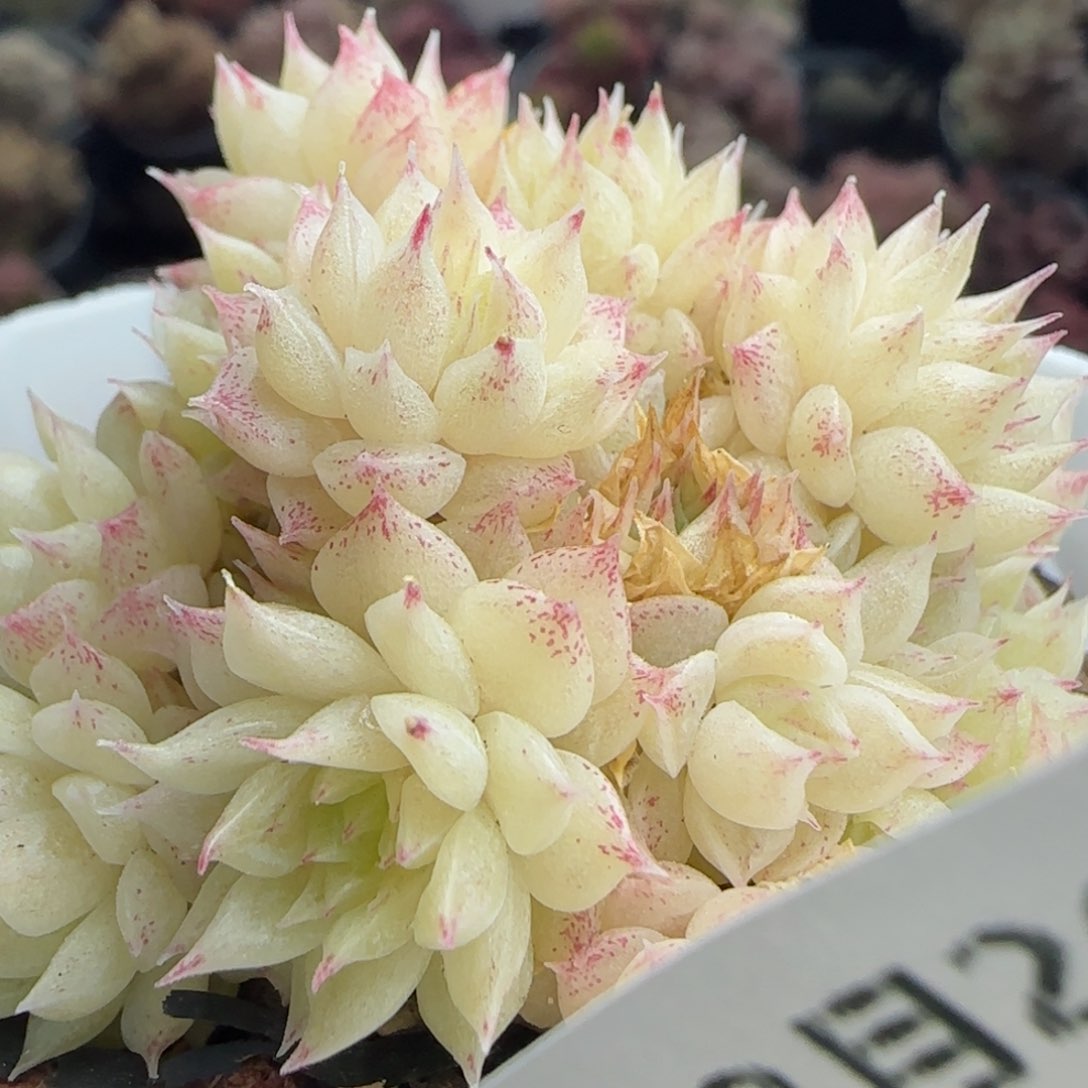 花语逸镜0226-522散