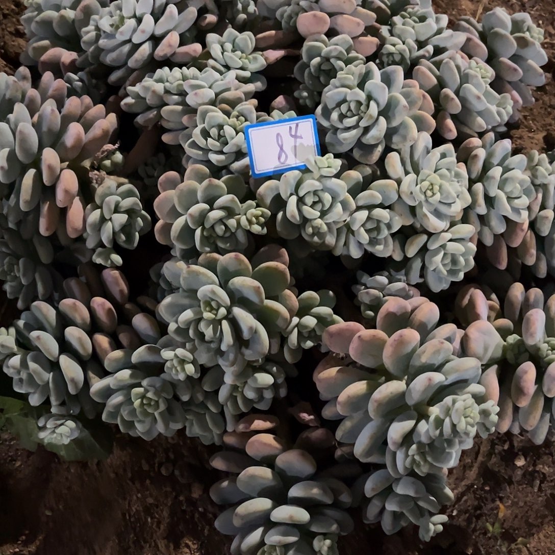 清***囍84号劳尔一物一拍