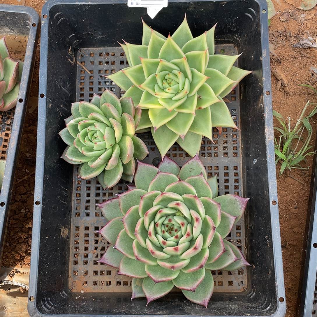 若如东云单拍A480