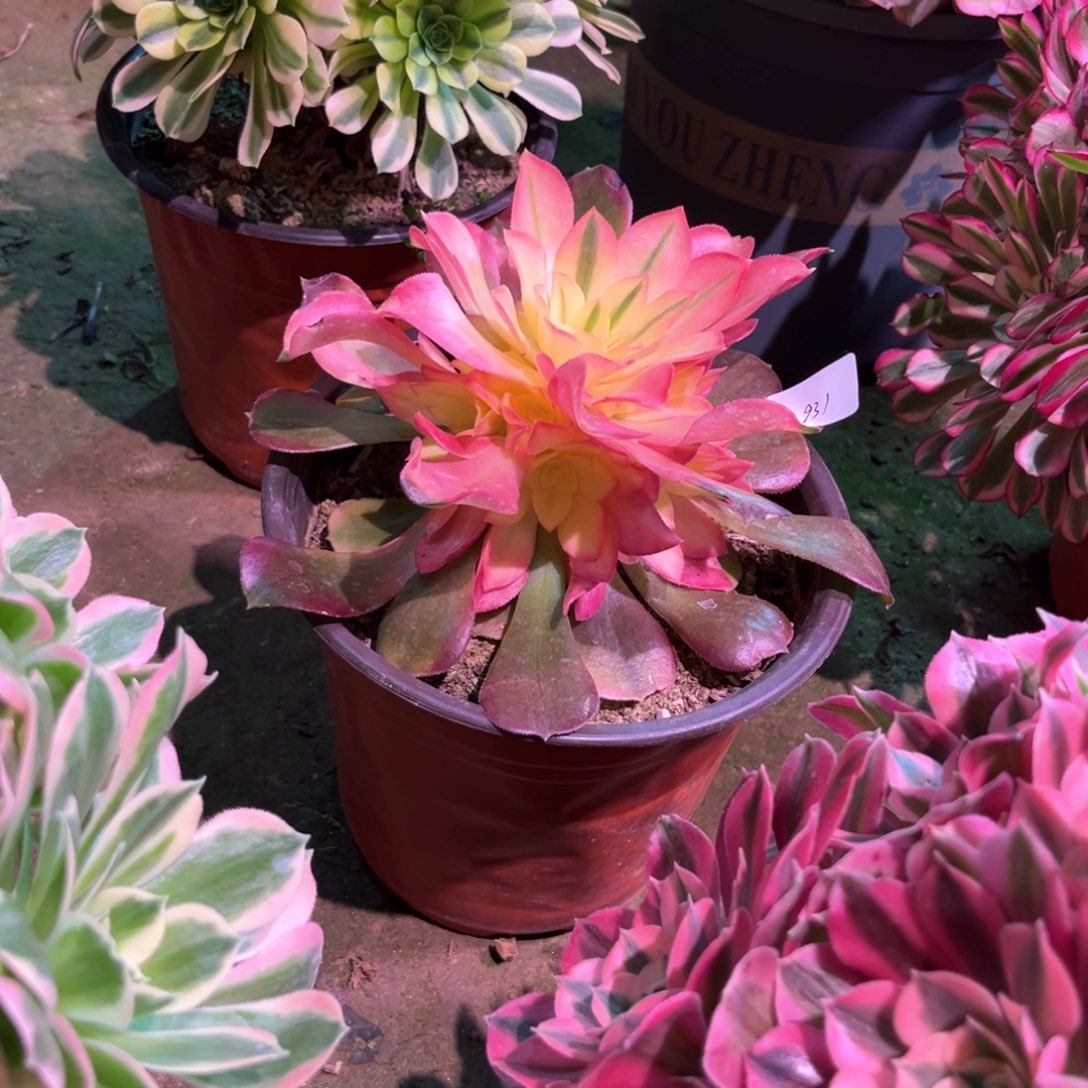 多肉植物香妃931