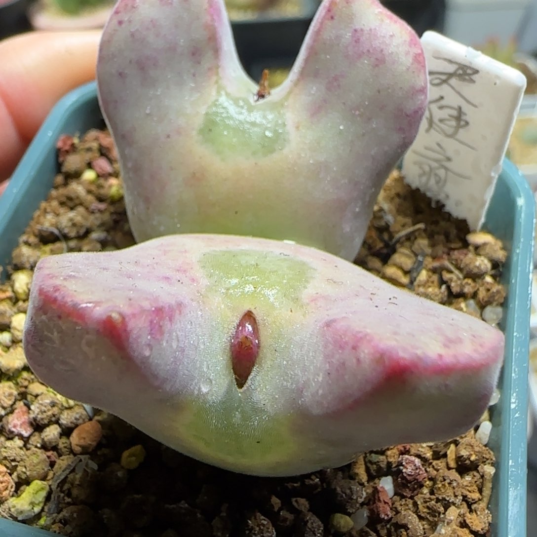 2.3多肉天使之翼母本空蝉9号