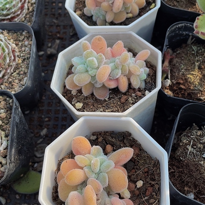 雪晃星缀化带盆土发