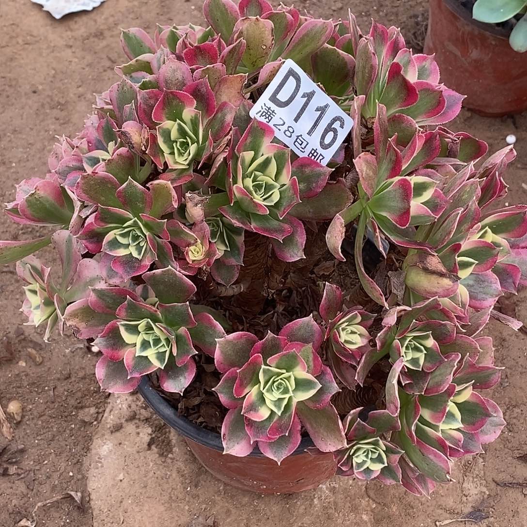 116 多肉植物不包断枝