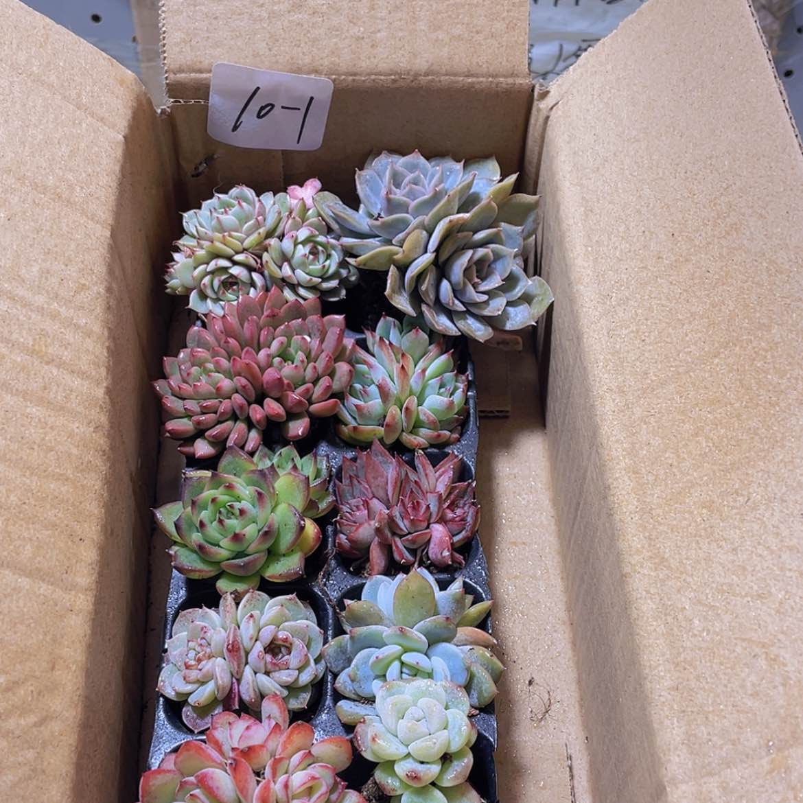 【闪购商品】10颗-1