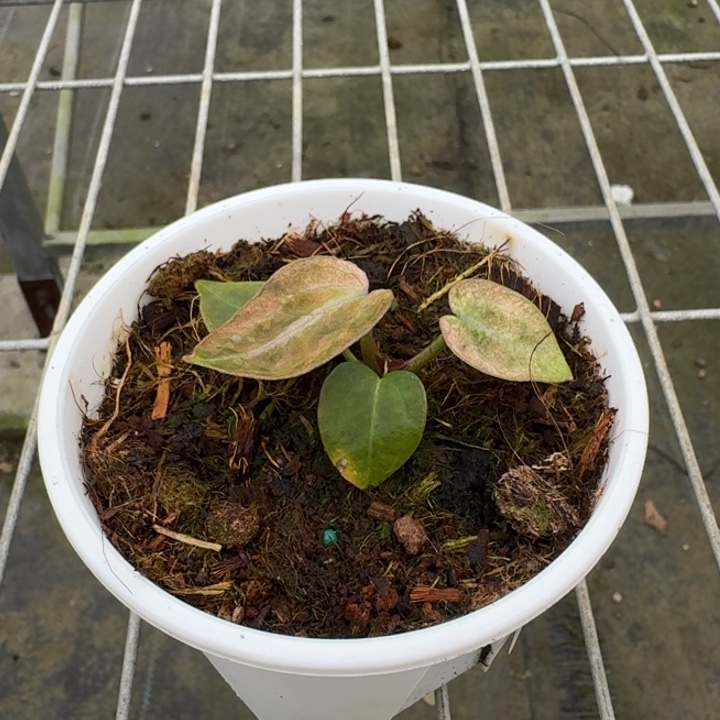 完全开放16号香喷喷（稳定锦