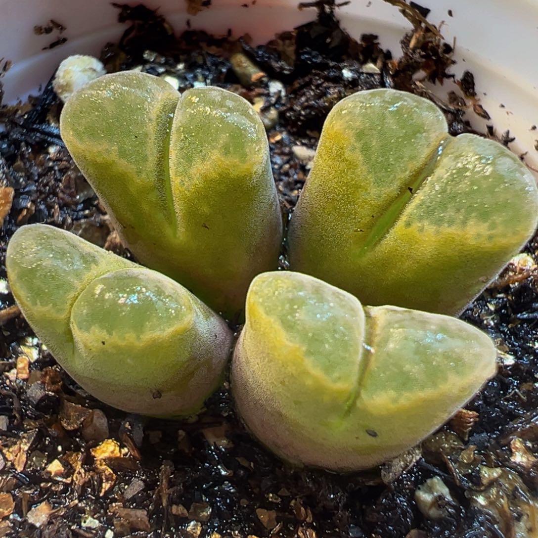 粉体风铃群多肉植物