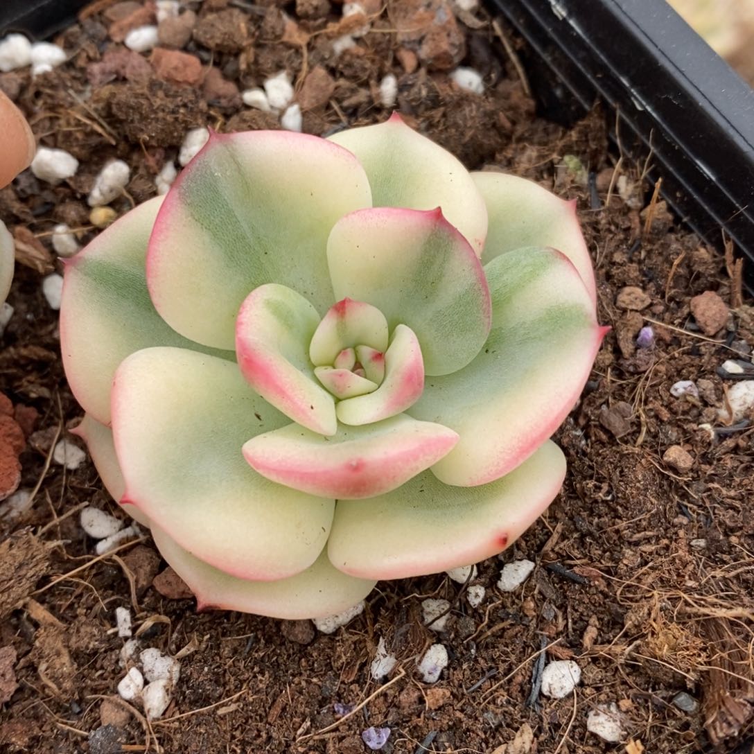 三文鱼锦多肉植物