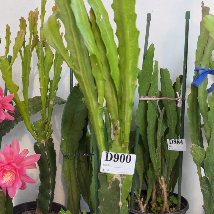 当前无花栽培后可以开花900