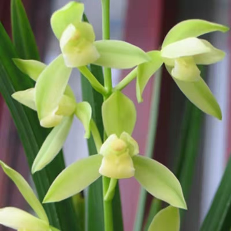 兰花建兰铭品【国色天香带花苞】山水烟雨陶瓷盆 室内外浓香型好养