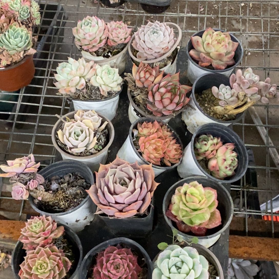 一整板15棵不同品种