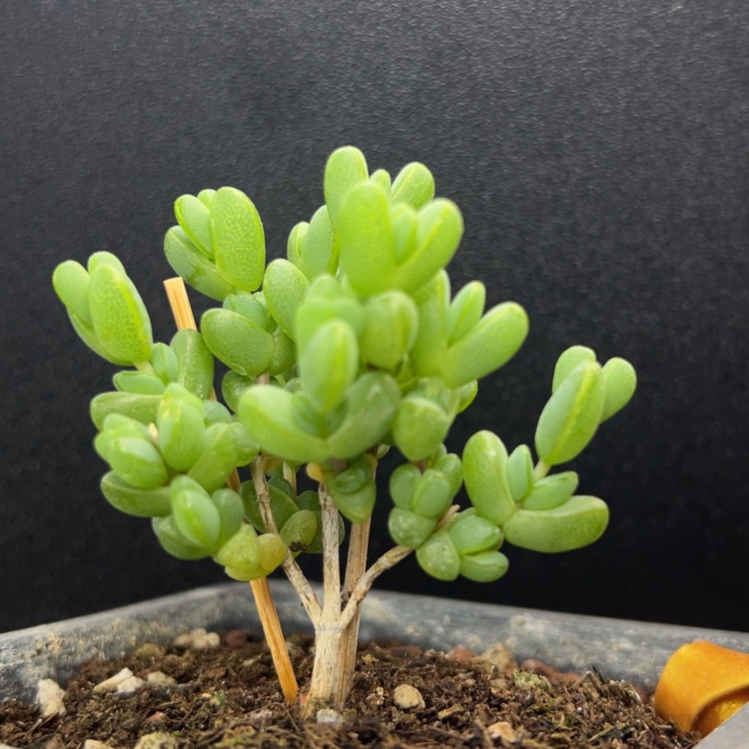 茶***辞dy3581小可爱元宝冠幅5cm