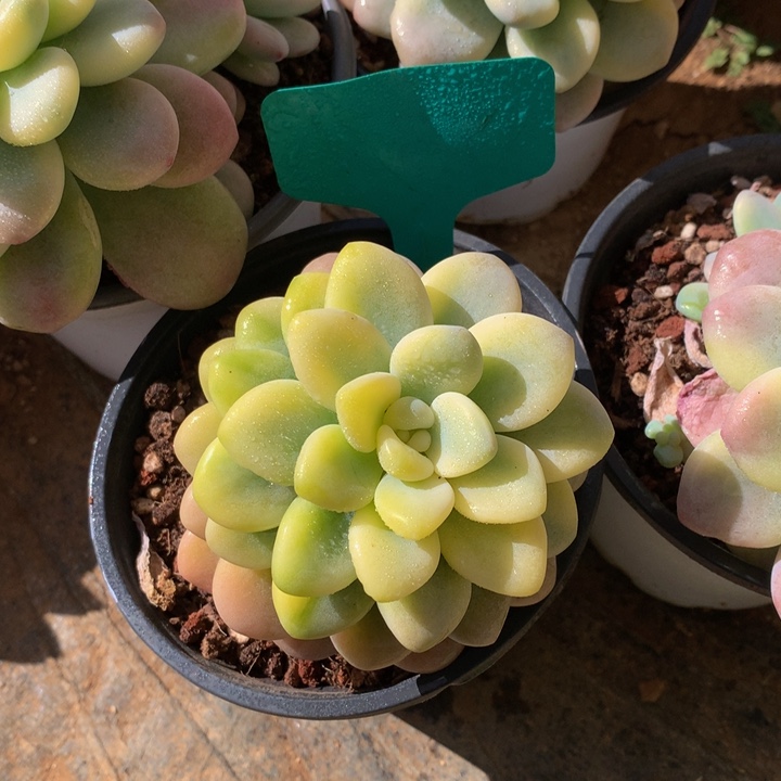 多日租黑五7727272727