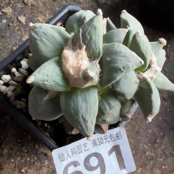 无花朵691双头怒涛东三