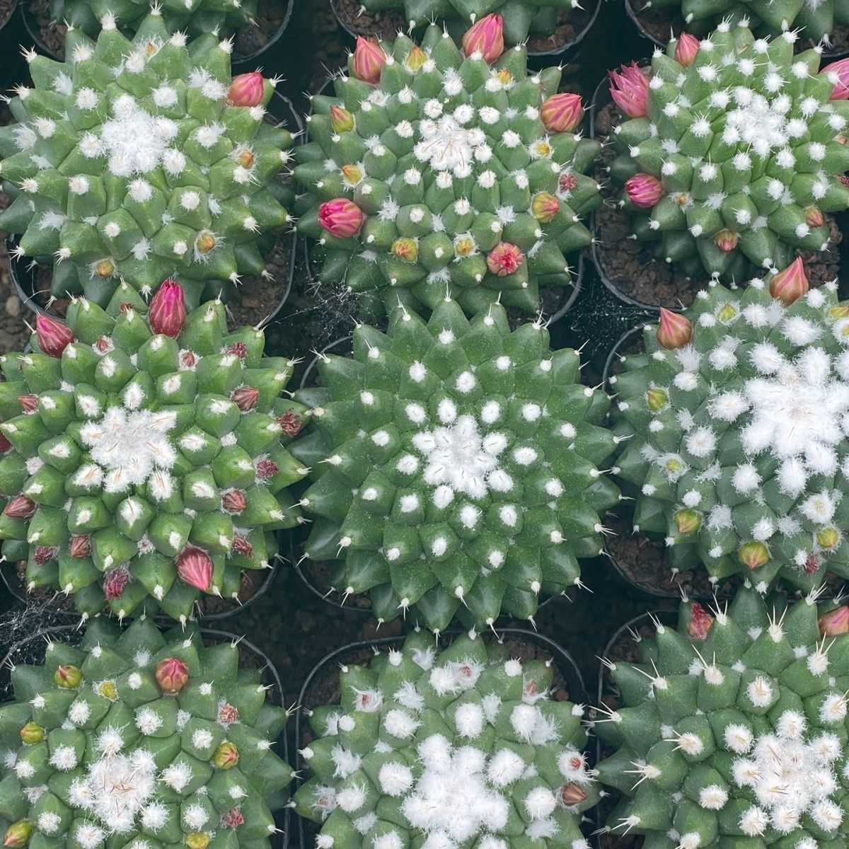 雪糕仙人球室内开花多肉植物桌面可爱实生适合阳台庭院
