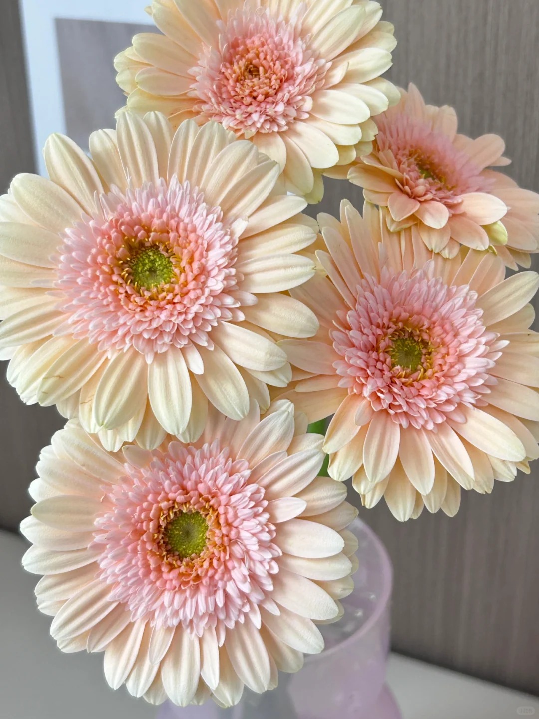 【花汀私享】20支玫瑰粉黛-非洲菊