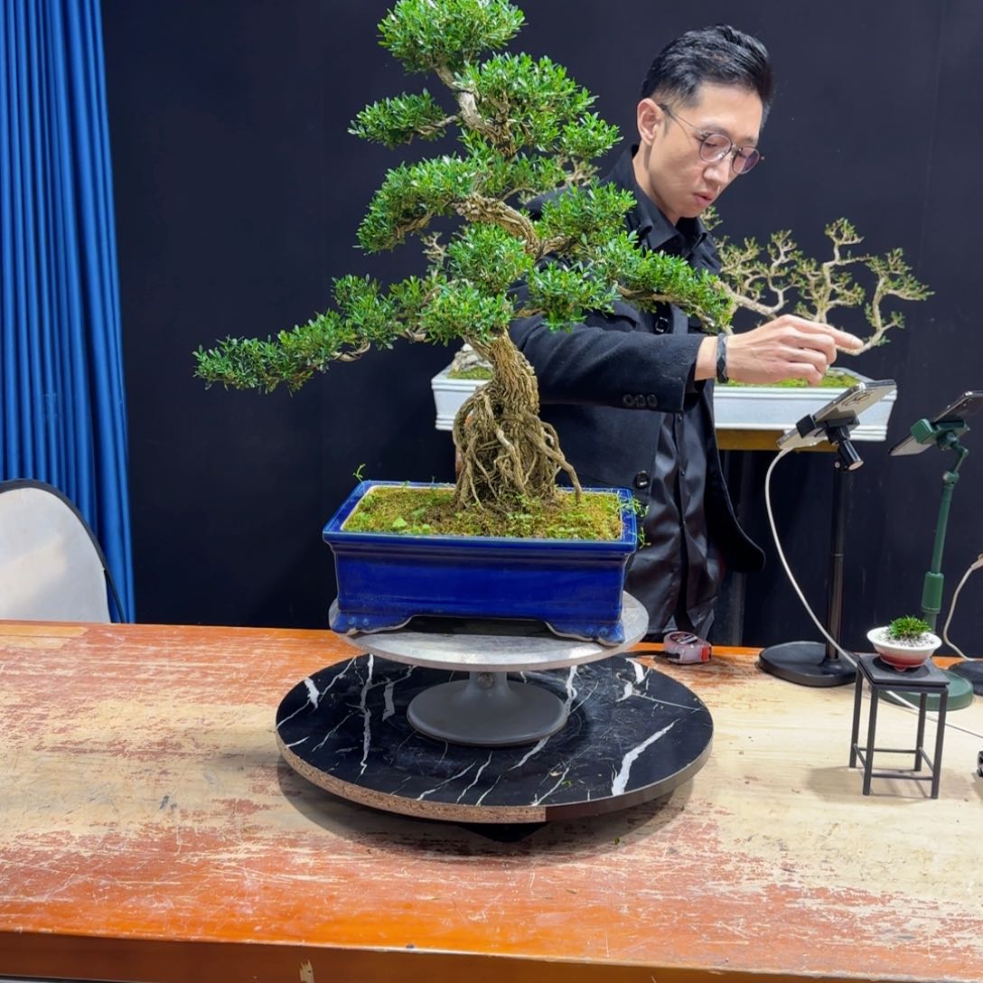 黄杨室内室外盆景艺术