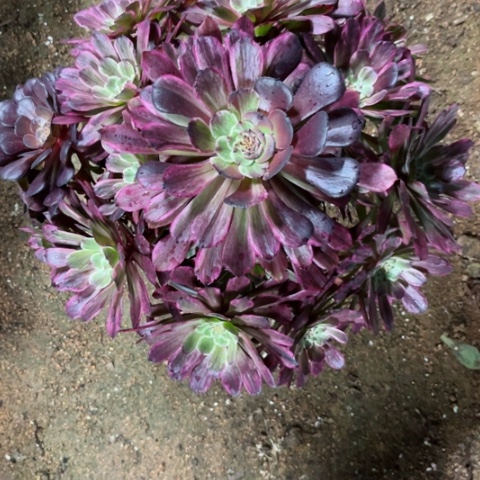多肉植物水墨画锦。