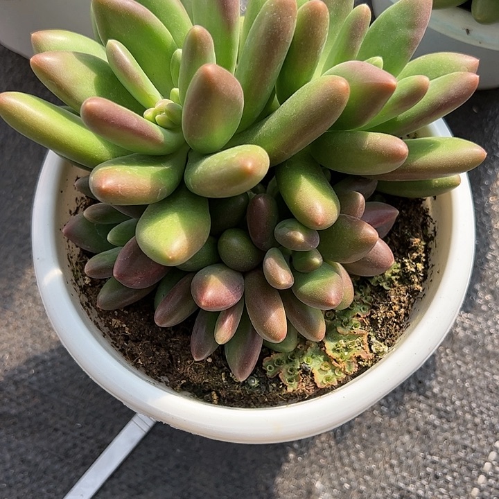 【闪购商品】芒果奶8头