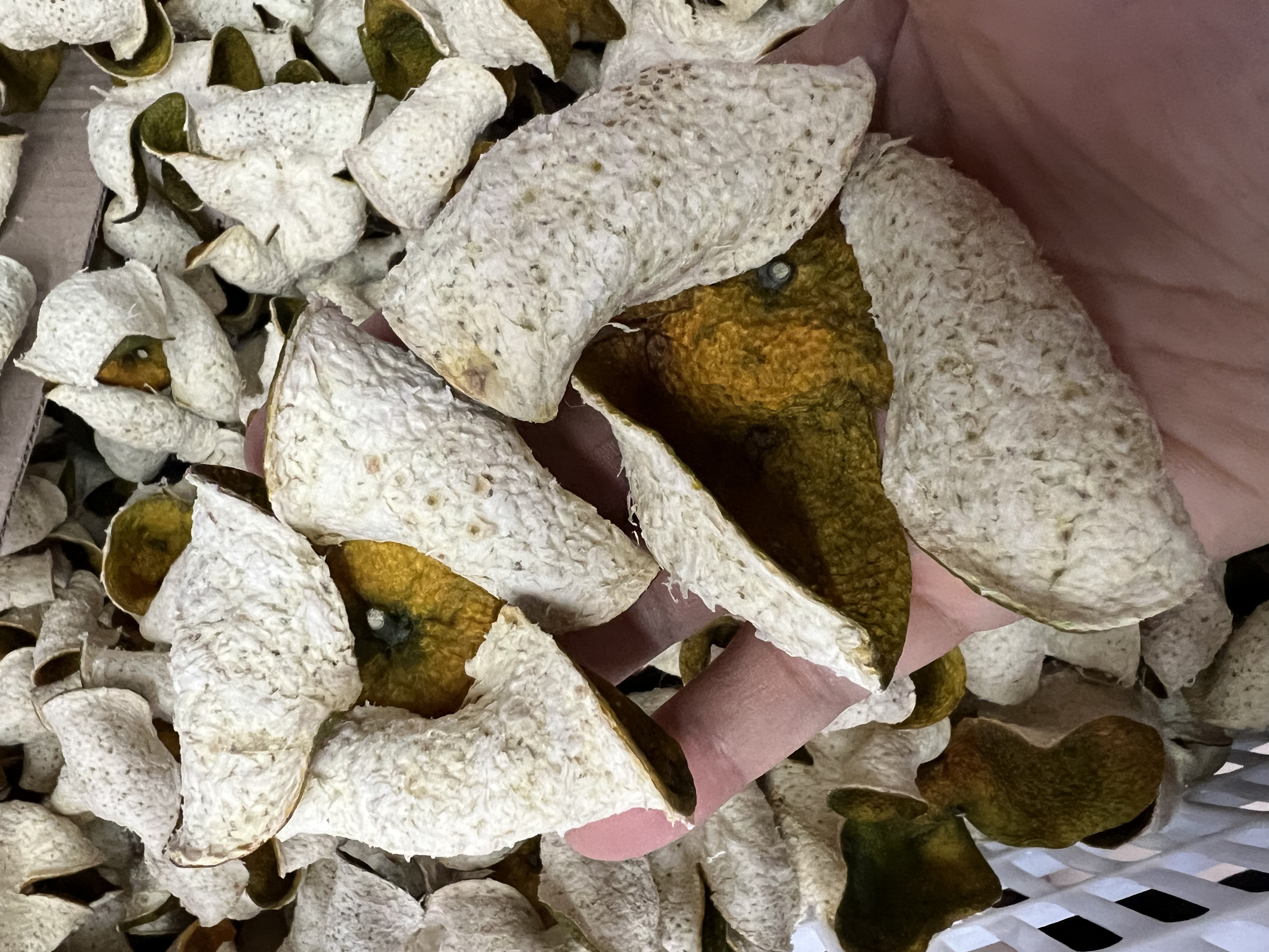 2025年圈枝原枝二红皮全国顺丰包邮