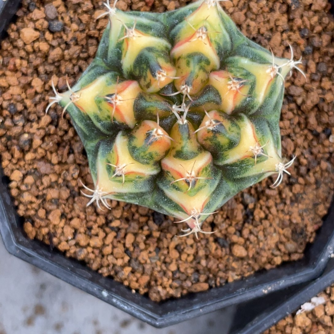 当前无花朵，栽培后可花朵橘黄规律三角V背