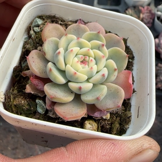 101姬莲锦多肉植物多