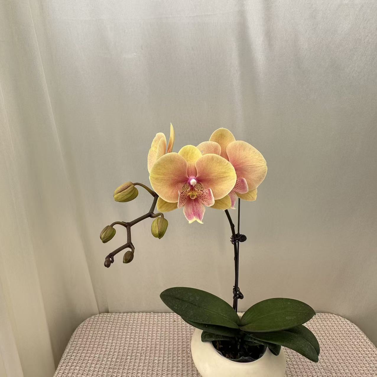 一枝花【蜜桃】粉红色系蝴蝶兰 高端花卉 提高客厅观光绿植