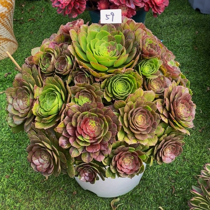 174花月夜多肉法师