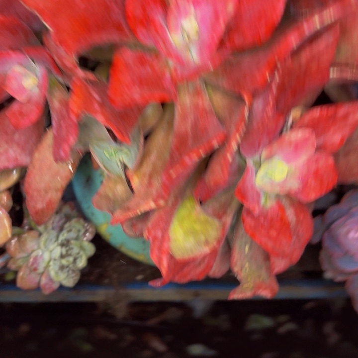 @***n老桩精品钻石锦老桩