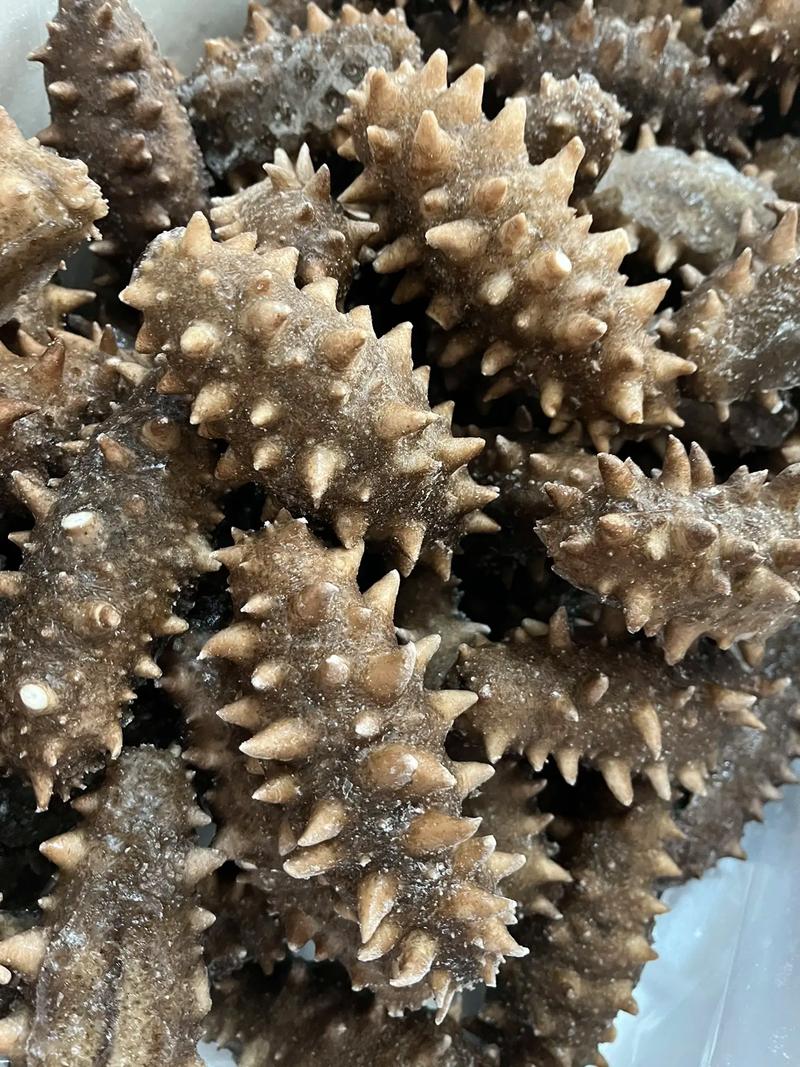 大连即食海参独立真空包装深海海参品质保证Q弹口感