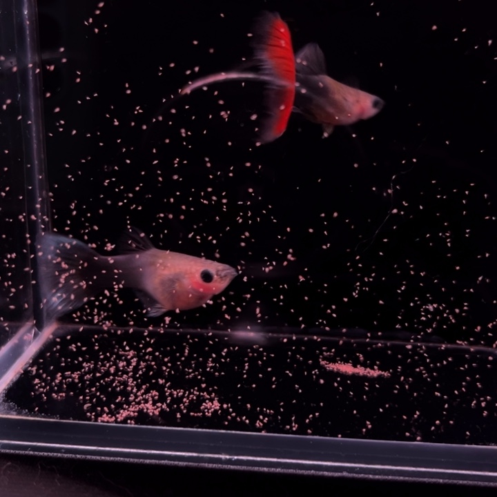 海水鱼红尾礼服玻璃猫1对