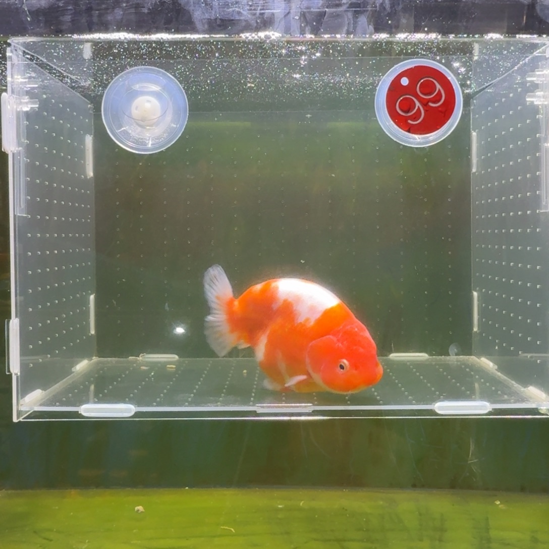 金鱼兰寿泰狮金鱼