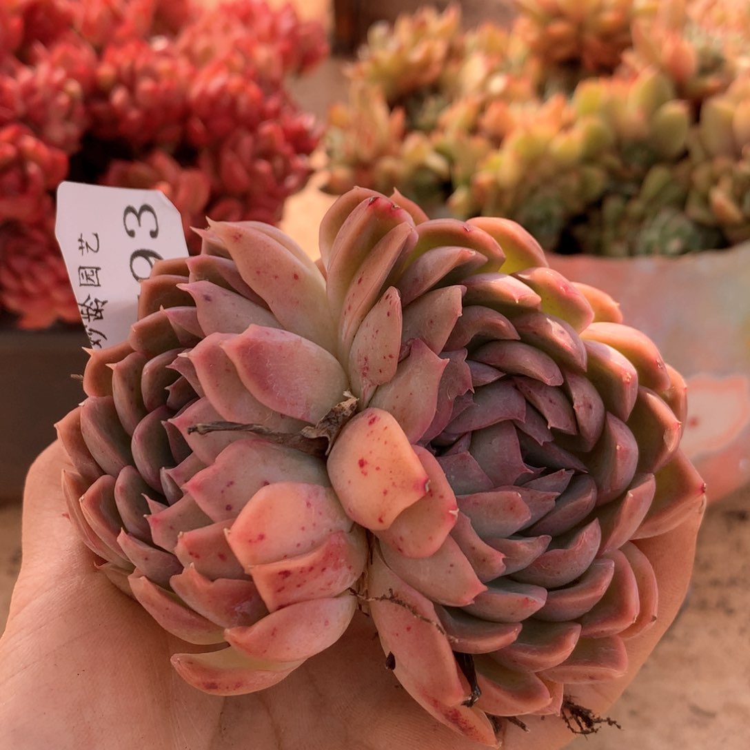 6793杂交多肉植物