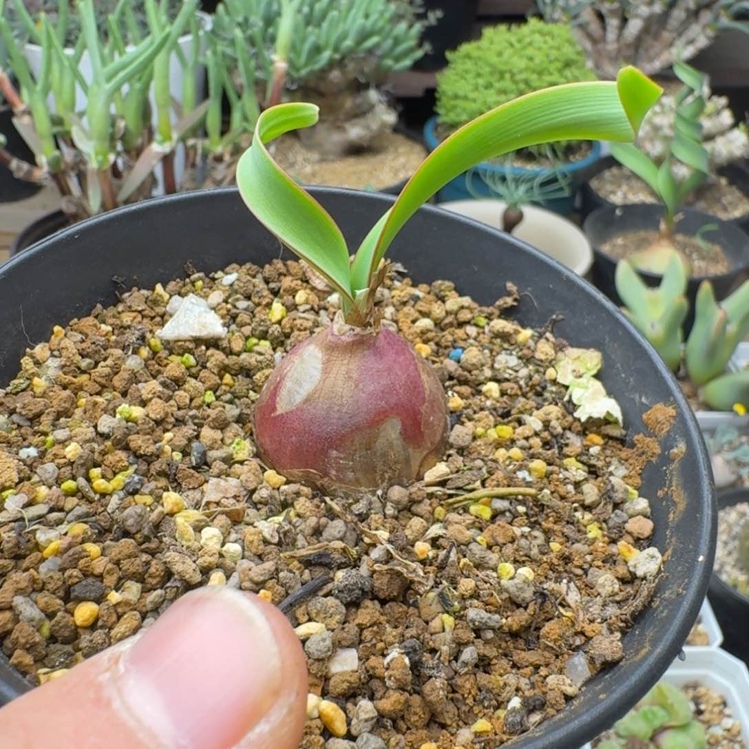 卷叶垂筒花多肉。