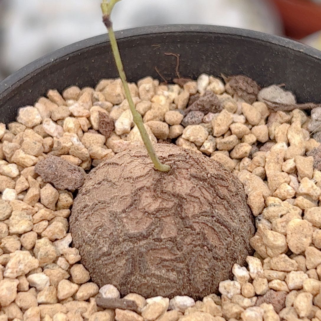 龟甲龙仙人球块根